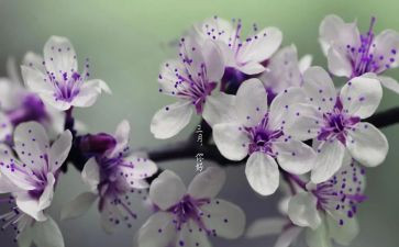 三月的工作计划8篇