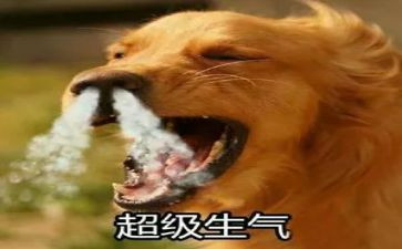 我生气啦作文300字8篇