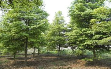 2024年植树节活动方案最新8篇