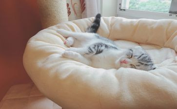 睡的脚印教案7篇