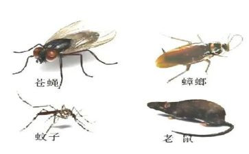 村除四害工作计划模板6篇