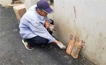 社区除四害工作计划7篇