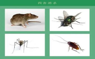 社区除四害工作计划通用6篇