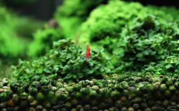 苔丝读后感推荐6篇