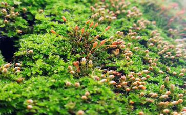 苔作文400字优质6篇