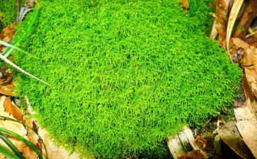 苔丝读后感6篇