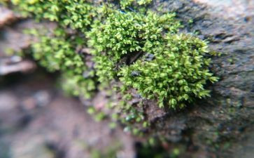 苔作文400字优秀7篇