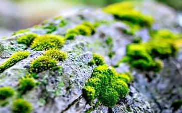 苔作文400字最新7篇