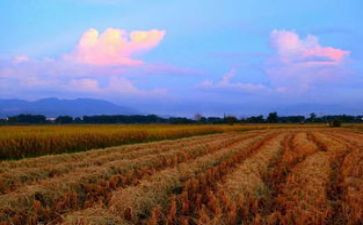 麦田里的守望者读书心得8篇