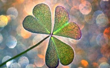 写幸运的作文精选7篇