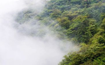 雾的优秀作文500字最新5篇