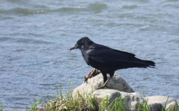 乌鸦和蛇读后感8篇