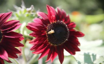 画向日葵的教案优秀8篇