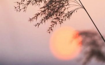 写骆驼祥子的读后感700字5篇