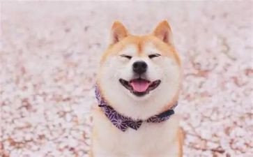 微笑的主题演讲稿7篇