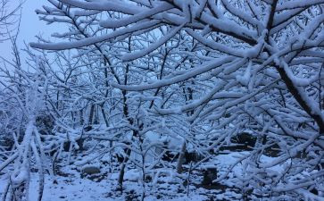 下雪了大班教案7篇