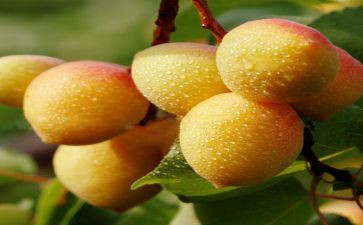 杏林子《生命生命》读后感8篇