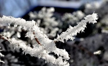 雪作文800字初三作文优秀7篇