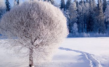 介绍雪的作文500字最新6篇