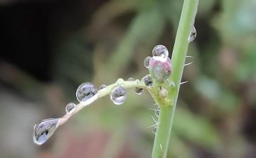 雨中花作文8篇