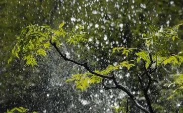 雨小学作文300字5篇
