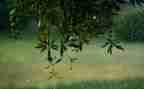 听,雨的声音作文精选8篇