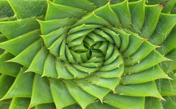 植物朋友的优秀作文参考8篇