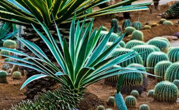 写植物作文300字作文6篇