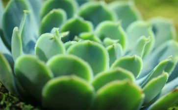 植物展演讲稿8篇