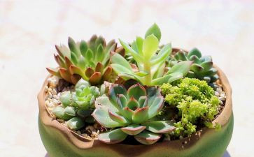 植物的茎调查报告5篇