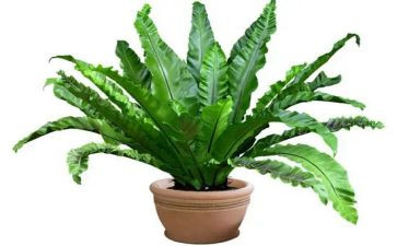 参观植物园作文8篇