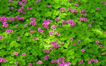 植物200字作文精选5篇