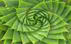 植物的根调查报告6篇