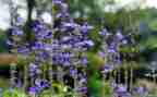 关描写植物的作文推荐7篇