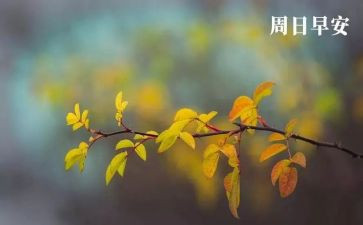 周末作文300字6篇