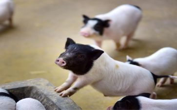 三只小猪幼儿语言教案6篇