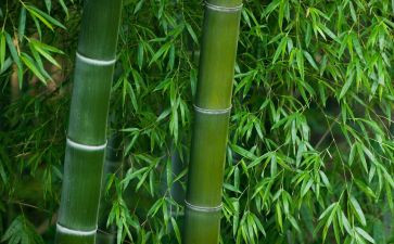 竹的故事读后感推荐8篇