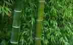 竹的故事读后感推荐8篇